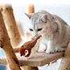 Interactive toys